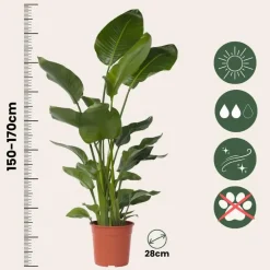 Kamerplanten-Plant in a Box Paradijsvogelplant - Strelitzia nicolai - Hoogte 150-170cm - ⌀28cm