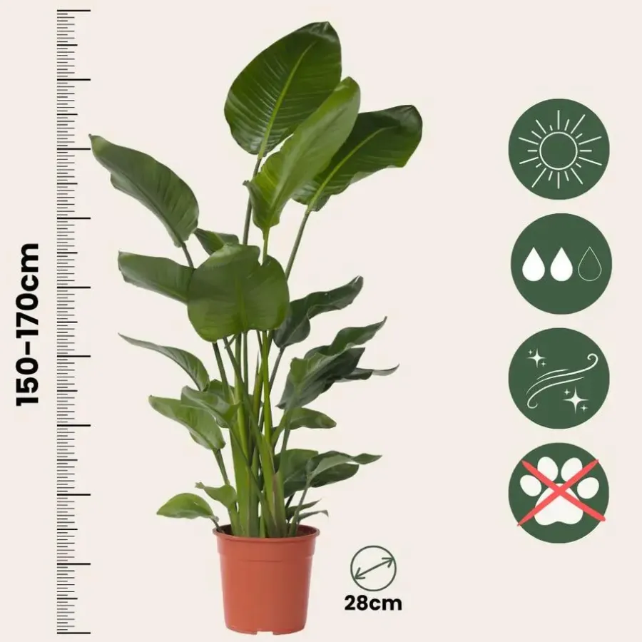 Kamerplanten-Plant in a Box Paradijsvogelplant - Strelitzia nicolai - Hoogte 150-170cm - ⌀28cm
