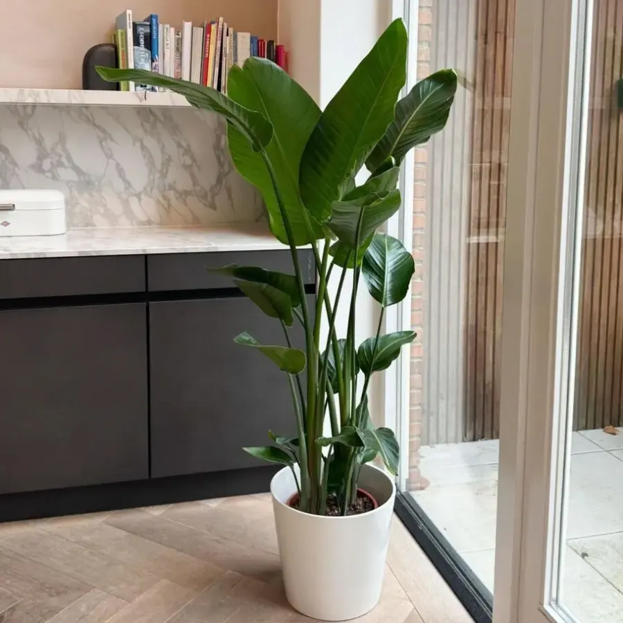 Kamerplanten-Plant in a Box Paradijsvogelplant - Strelitzia nicolai - Hoogte 150-170cm - ⌀28cm