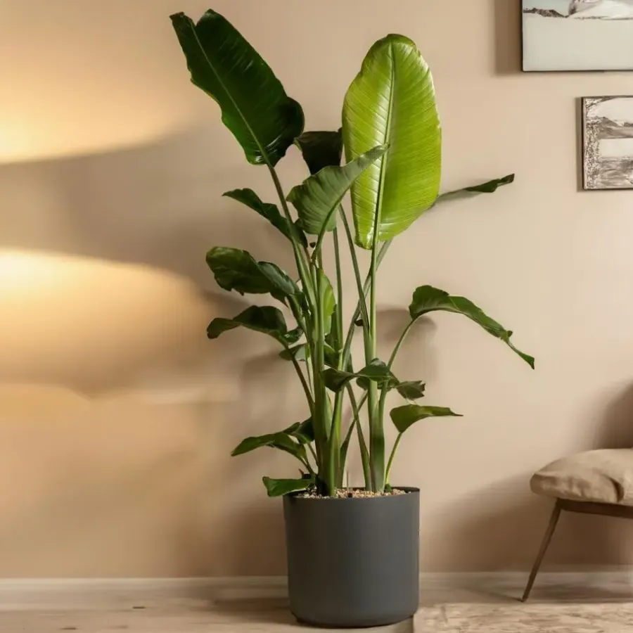 Kamerplanten-Plant in a Box Paradijsvogelplant - Strelitzia nicolai - Hoogte 150-170cm - ⌀28cm