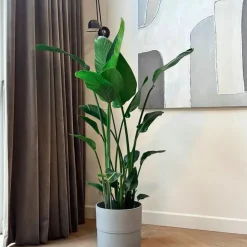 Kamerplanten-Plant in a Box Paradijsvogelplant - Strelitzia nicolai - Hoogte 150-170cm - ⌀28cm