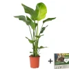 Plant in a Box Paradijsvogelplant - Strelitzia nicolai - Hoogte 90-110cm - ⌀21cm