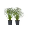 Kamerplanten-Plant in a Box Parapluplant - Set van 2 - Cyperus alternifolius - Hoogte 40-50cm - ⌀14cm
