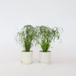 Kamerplanten-Plant in a Box Parapluplant - Set van 2 - Cyperus alternifolius - Hoogte 40-50cm - ⌀14cm