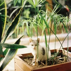 Kamerplanten-Plant in a Box Parapluplant - Set van 2 - Cyperus alternifolius - Hoogte 40-50cm - ⌀14cm