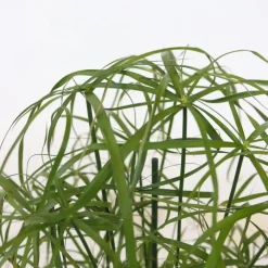 Kamerplanten-Plant in a Box Parapluplant - Set van 2 - Cyperus alternifolius - Hoogte 40-50cm - ⌀14cm