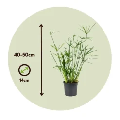 Kamerplanten-Plant in a Box Parapluplant - Set van 2 - Cyperus alternifolius - Hoogte 40-50cm - ⌀14cm