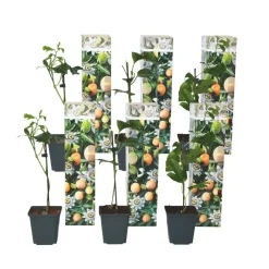 Plant in a Box Passiebloem - Set van 6 - Passiflora edulis 'Frederick' - Hoogte 25-40cm - ⌀9cm