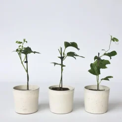 Plant in a Box Passiebloem - Set van 6 - Passiflora edulis 'Frederick' - Hoogte 25-40cm - ⌀9cm