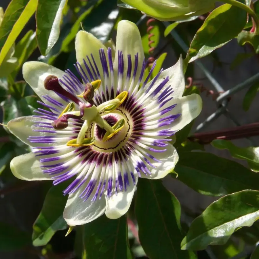 Plant in a Box Passiebloem - Set van 6 - Passiflora edulis 'Frederick' - Hoogte 25-40cm - ⌀9cm