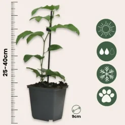 Plant in a Box Passiebloem - Set van 6 - Passiflora edulis 'Frederick' - Hoogte 25-40cm - ⌀9cm