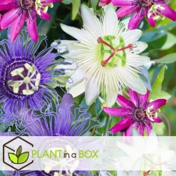 Plant in a Box Passiebloem - Set van 3 - Passiflora hybridum - Hoogte 25-40cm - ⌀9cm