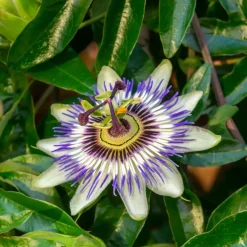 Plant in a Box Passiebloem - Set van 3 - Passiflora hybridum - Hoogte 25-40cm - ⌀9cm