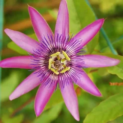 Plant in a Box Passiebloem - Set van 3 - Passiflora hybridum - Hoogte 25-40cm - ⌀9cm