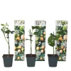 Plant in a Box Passiebloem - Set van 3 - Passiflora edulis 'Frederick' - Hoogte 25-40cm - ⌀9cm