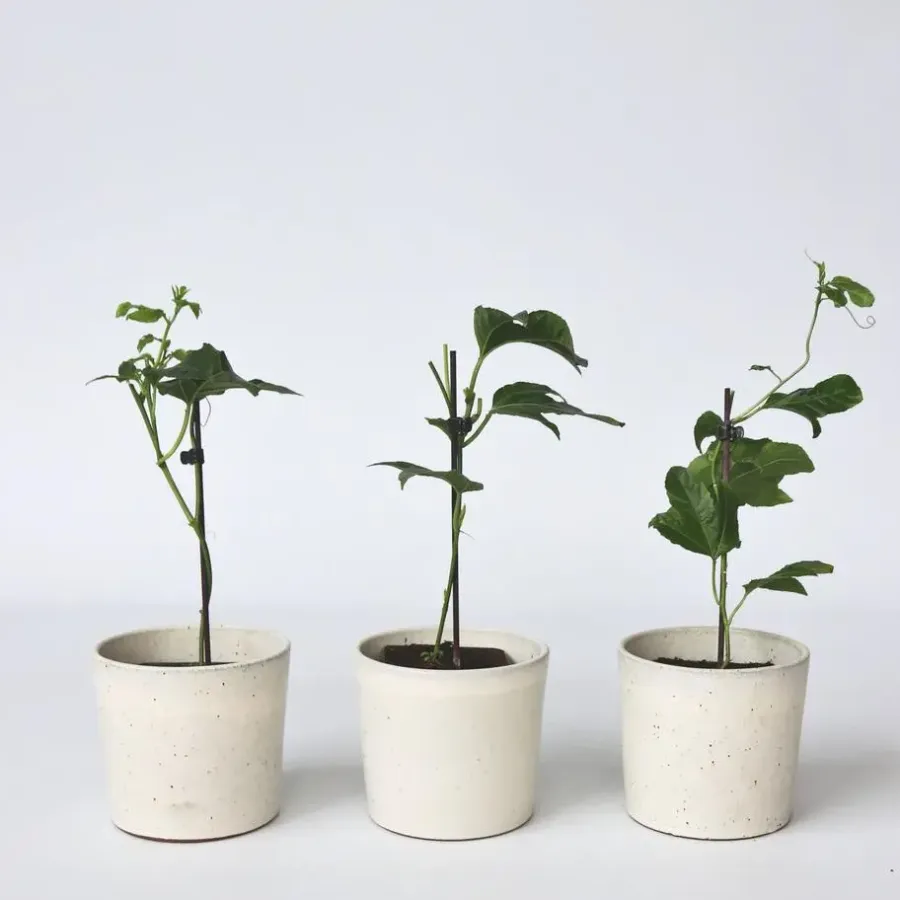 Plant in a Box Passiebloem - Set van 3 - Passiflora edulis 'Frederick' - Hoogte 25-40cm - ⌀9cm