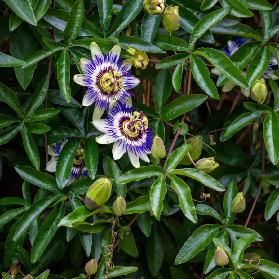 Plant in a Box Passiebloem - Set van 3 - Passiflora edulis 'Frederick' - Hoogte 25-40cm - ⌀9cm