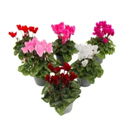 Planten|Tuinplanten-Plant in a Box Perzisch cyclaam - Set van 6 - Cyclamen persicum - Hoogte 10-20cm - ⌀9cm