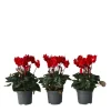 Plant in a Box Perzisch cyclaam - Set van 6 - Cyclamen Winfall Scarlet - Hoogte 10-20cm - ⌀9cm