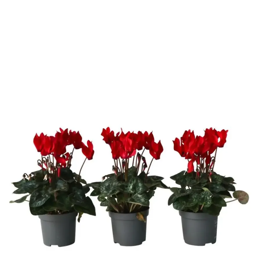 Plant in a Box Perzisch cyclaam - Set van 6 - Cyclamen Winfall Scarlet - Hoogte 10-20cm - ⌀9cm