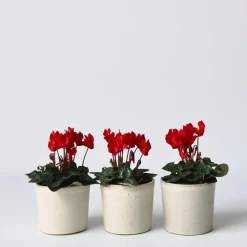 Plant in a Box Perzisch cyclaam - Set van 6 - Cyclamen Winfall Scarlet - Hoogte 10-20cm - ⌀9cm