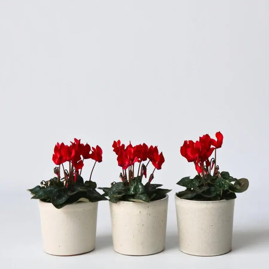 Plant in a Box Perzisch cyclaam - Set van 6 - Cyclamen Winfall Scarlet - Hoogte 10-20cm - ⌀9cm