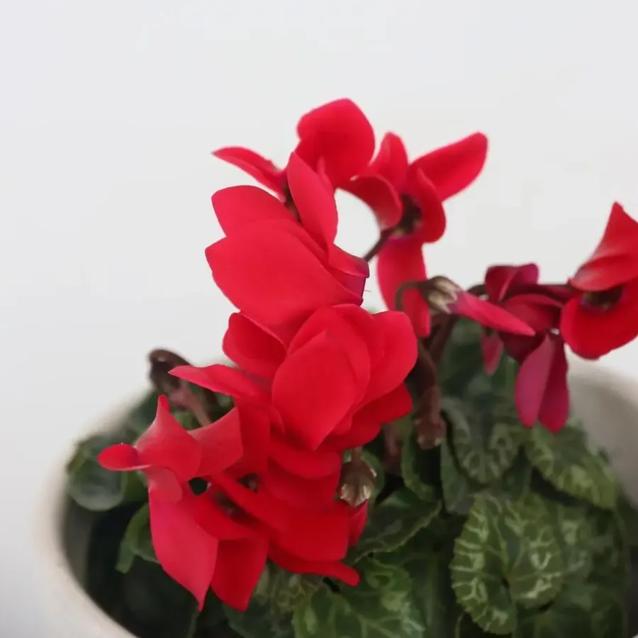 Plant in a Box Perzisch cyclaam - Set van 6 - Cyclamen Winfall Scarlet - Hoogte 10-20cm - ⌀9cm