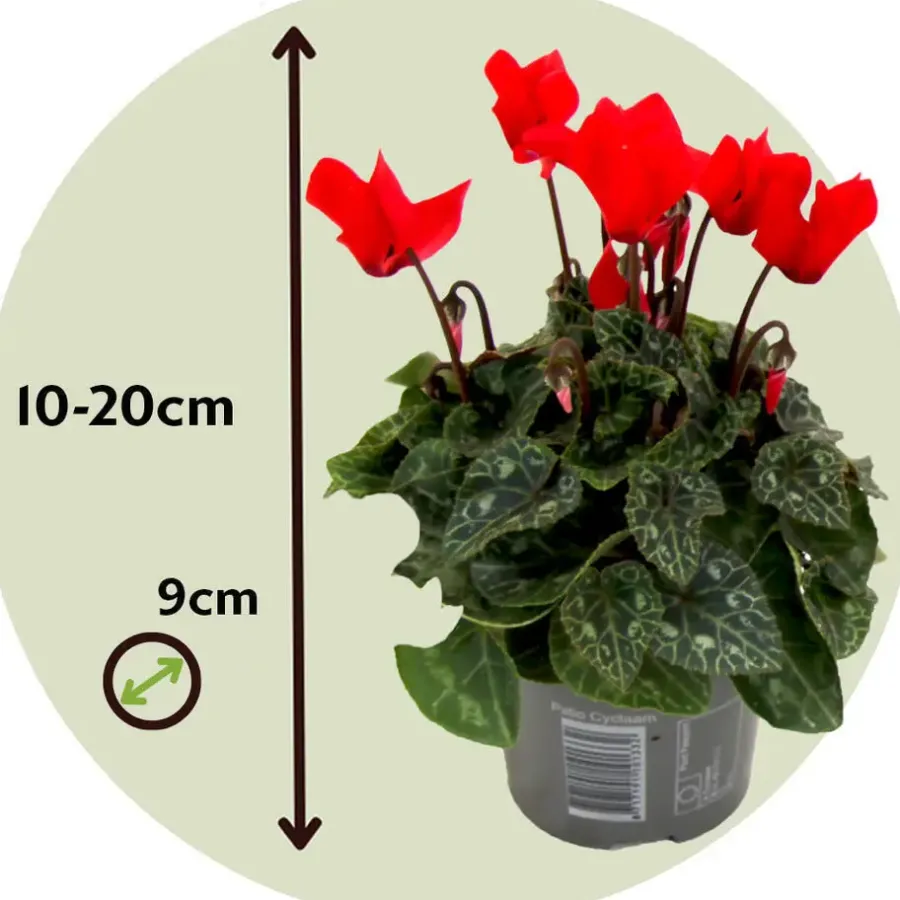 Plant in a Box Perzisch cyclaam - Set van 6 - Cyclamen Winfall Scarlet - Hoogte 10-20cm - ⌀9cm