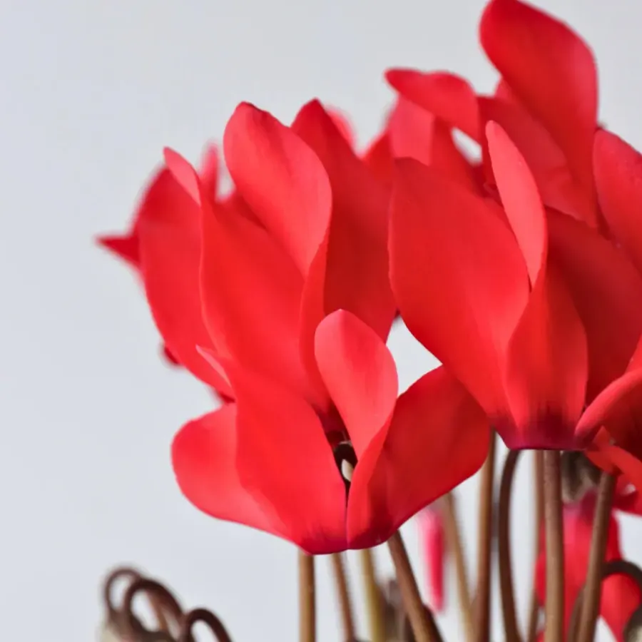 Plant in a Box Perzisch cyclaam - Set van 6 - Cyclamen Winfall Scarlet - Hoogte 10-20cm - ⌀9cm