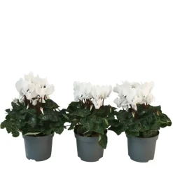 Plant in a Box Perzisch cyclaam - Set van 3 - Cyclamen 'Metis White' - Hoogte 10-20cm - ⌀9cm