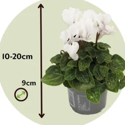 Plant in a Box Perzisch cyclaam - Set van 3 - Cyclamen 'Metis White' - Hoogte 10-20cm - ⌀9cm
