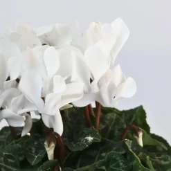 Plant in a Box Perzisch cyclaam - Set van 3 - Cyclamen 'Metis White' - Hoogte 10-20cm - ⌀9cm