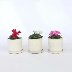 Plant in a Box Perzisch cyclaam - Set van 3 - Cyclamen persicum - Hoogte 10-20cm - ⌀9cm