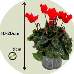Plant in a Box Perzisch cyclaam - Set van 3 - Cyclamen persicum - Hoogte 10-20cm - ⌀9cm