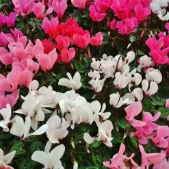 Plant in a Box Perzisch cyclaam - Set van 3 - Cyclamen persicum - Hoogte 10-20cm - ⌀9cm