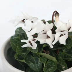 Plant in a Box Perzisch cyclaam - Set van 3 - Cyclamen persicum - Hoogte 10-20cm - ⌀9cm