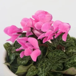 Plant in a Box Perzisch cyclaam - Set van 3 - Cyclamen persicum - Hoogte 10-20cm - ⌀9cm