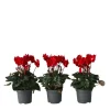 Plant in a Box Perzisch cyclaam - Set van 3 - Cyclamen Winfall Scarlet - Hoogte 10-20cm - ⌀9cm