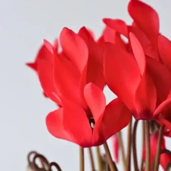 Plant in a Box Perzisch cyclaam - Set van 3 - Cyclamen Winfall Scarlet - Hoogte 10-20cm - ⌀9cm