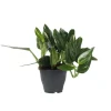 Plant in a Box Philodendron - Philodendron Cobra - Hoogte 55-65cm - ⌀19cm