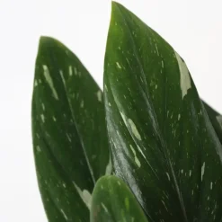 Plant in a Box Philodendron - Philodendron Cobra - Hoogte 55-65cm - ⌀19cm