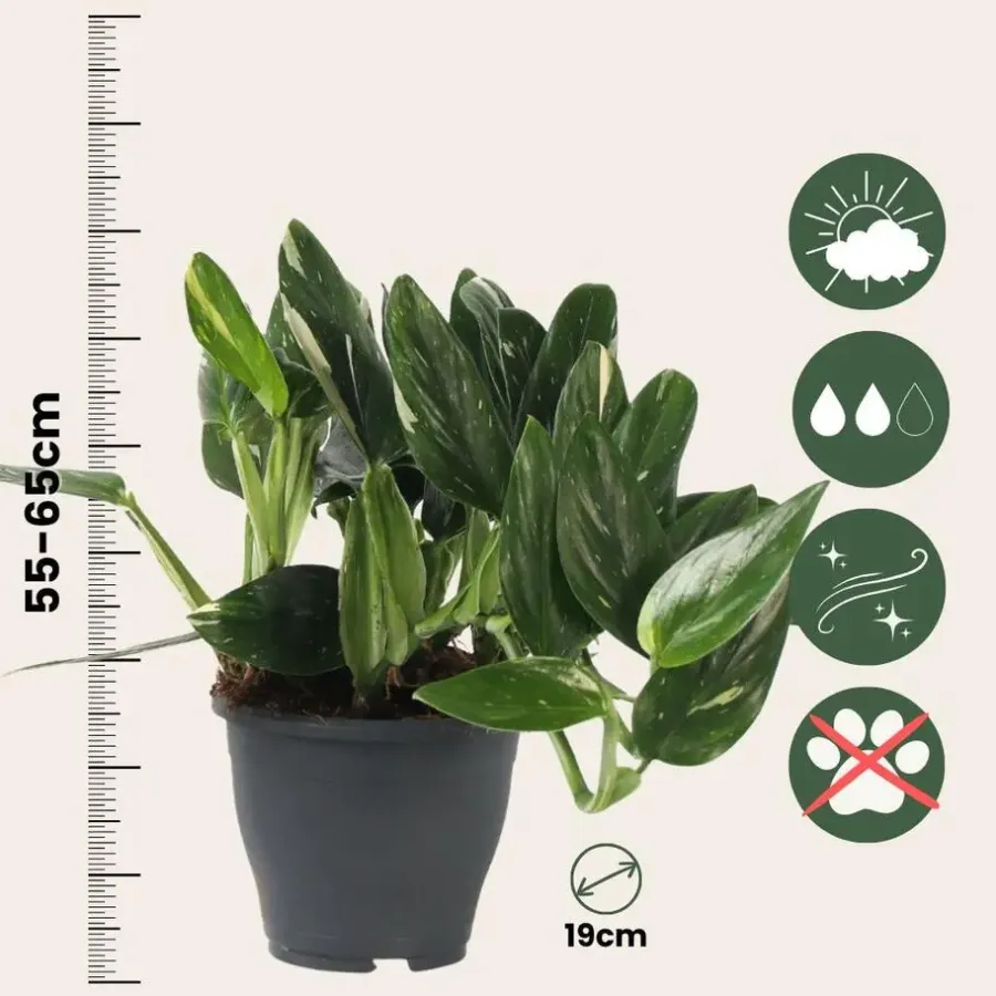 Plant in a Box Philodendron - Philodendron Cobra - Hoogte 55-65cm - ⌀19cm