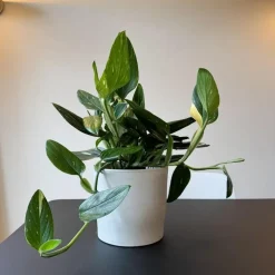 Plant in a Box Philodendron - Philodendron Cobra - Hoogte 55-65cm - ⌀19cm