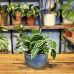 Plant in a Box Philodendron - Philodendron Cobra - Hoogte 55-65cm - ⌀19cm