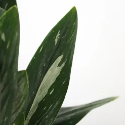 Plant in a Box Philodendron - Philodendron Cobra - Hoogte 55-65cm - ⌀19cm