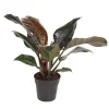 Kamerplanten-Plant in a Box Philodendron - Philodendron 'Imperial Red' - Hoogte 50cm - ⌀19cm
