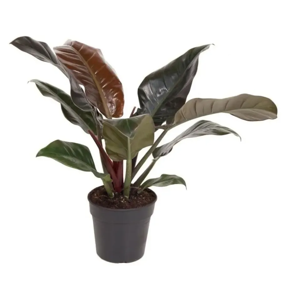 Kamerplanten-Plant in a Box Philodendron - Philodendron 'Imperial Red' - Hoogte 50cm - ⌀19cm