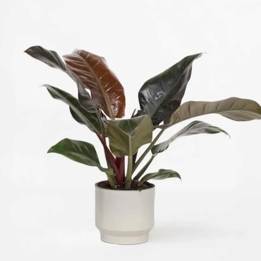 Kamerplanten-Plant in a Box Philodendron - Philodendron 'Imperial Red' - Hoogte 50cm - ⌀19cm