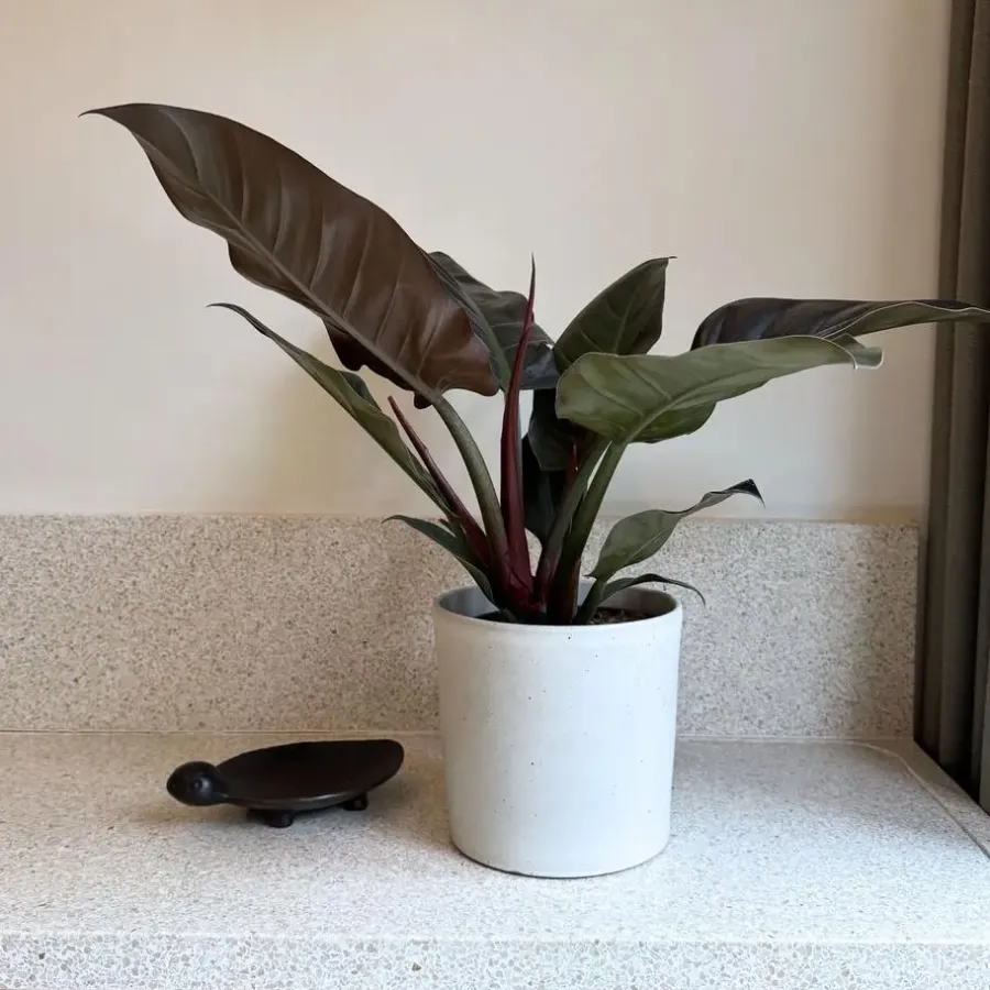 Kamerplanten-Plant in a Box Philodendron - Philodendron 'Imperial Red' - Hoogte 50cm - ⌀19cm