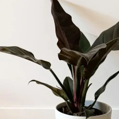 Kamerplanten-Plant in a Box Philodendron - Philodendron 'Imperial Red' - Hoogte 50cm - ⌀19cm